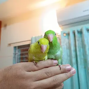 Forpus Baby Pair Tame