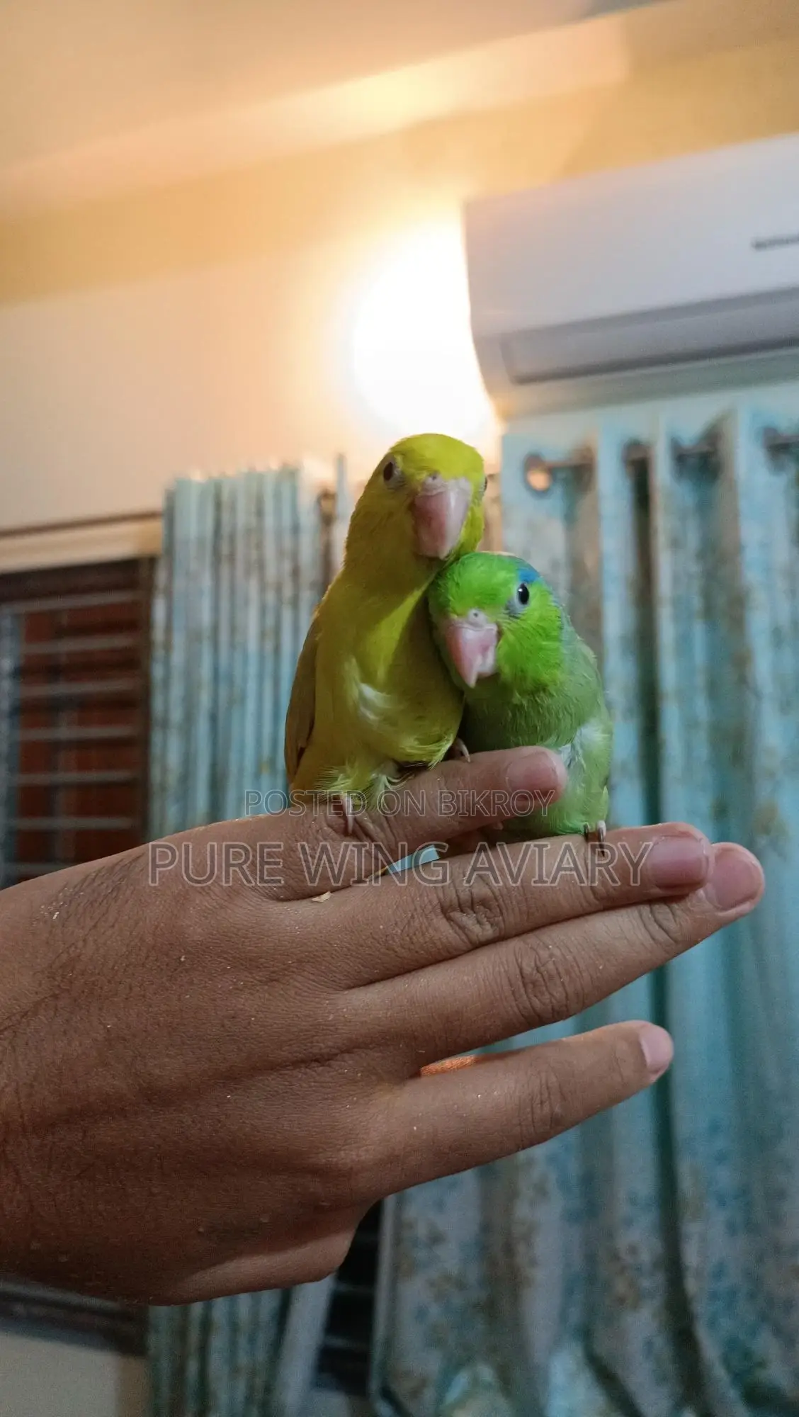 Forpus Baby Pair Tame