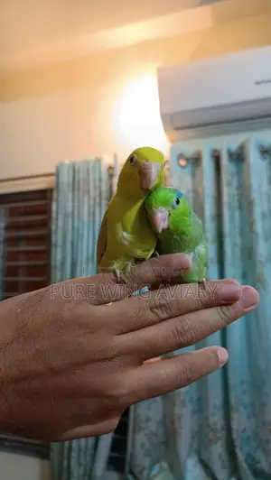 Forpus Baby Pair Tame