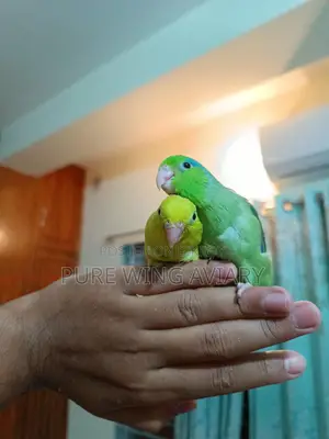 Forpus Baby Pair Tame