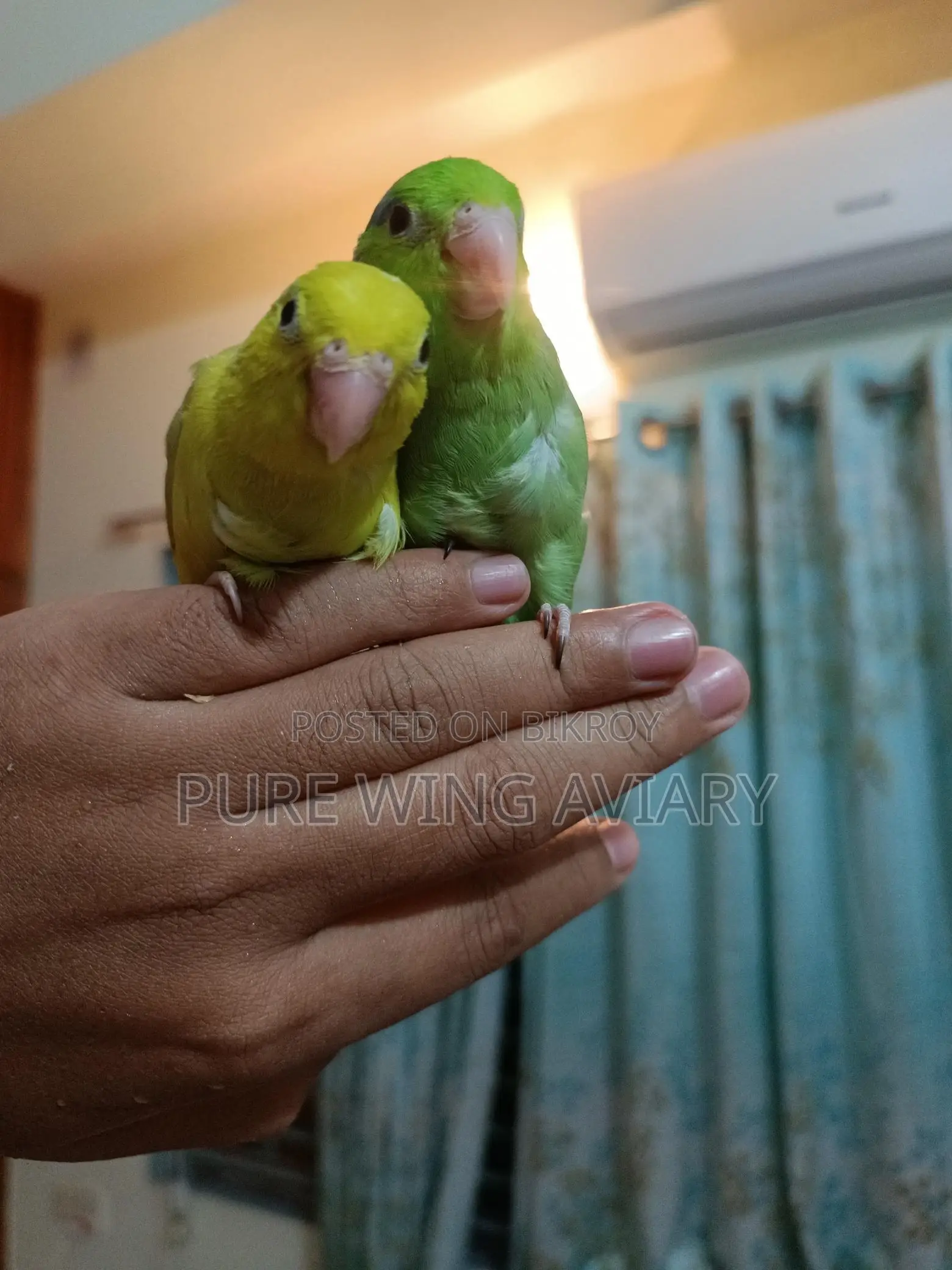 Forpus Baby Pair Tame