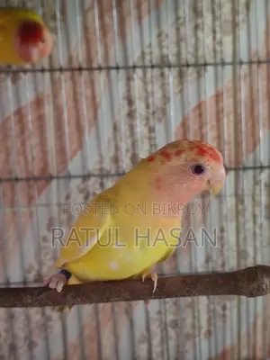 New Adult Pair of Red Head Oppaline