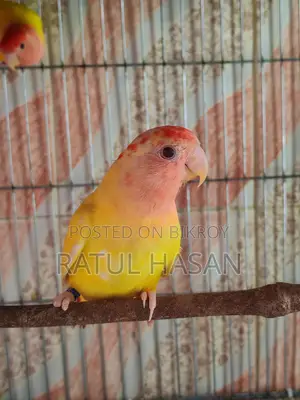 red head oppaline new adult pair