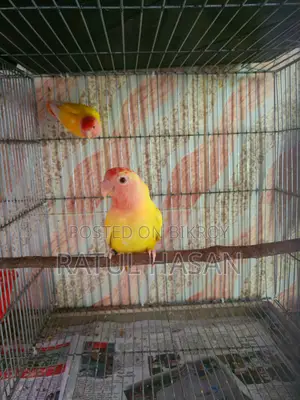 New Adult Pair of Red Head Oppaline