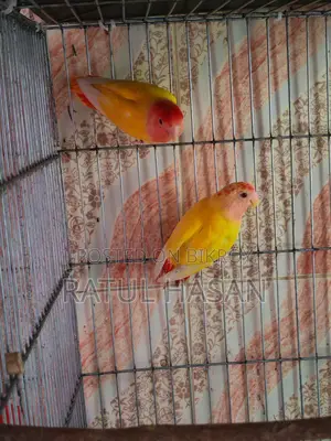 New Adult Pair of Red Head Oppaline