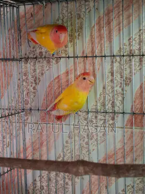 New Adult Pair of Red Head Oppaline