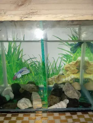 Aquarium for Sale