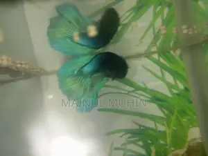 Aquarium for Sale