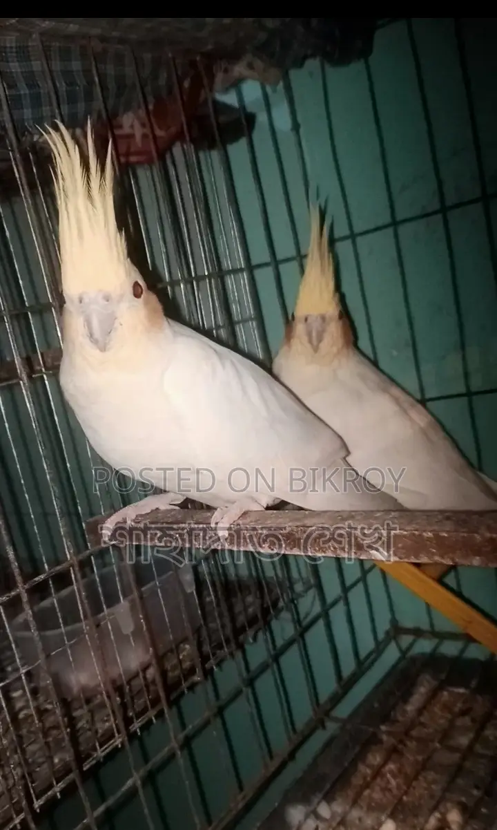 লুটিনো পাল কোকাটেল