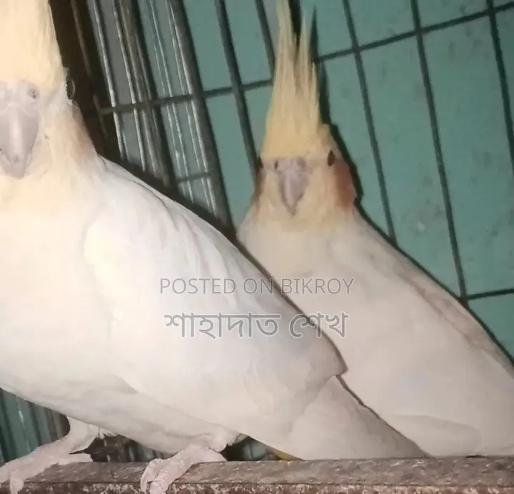 লুটিনো পাল কোকাটেল