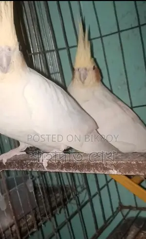 লুটিনো পাল কোকাটেল