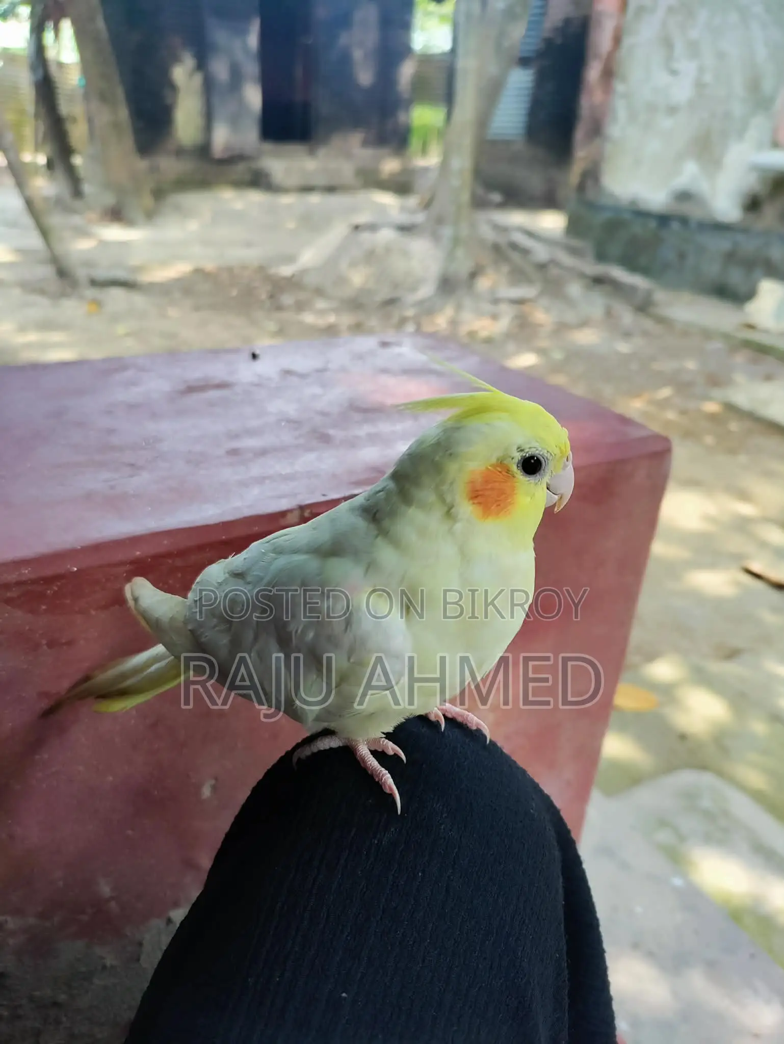 Cocktail Pakhi