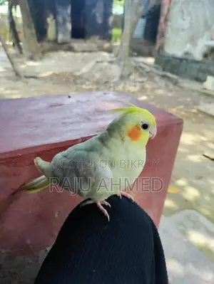 Cocktail Pakhi