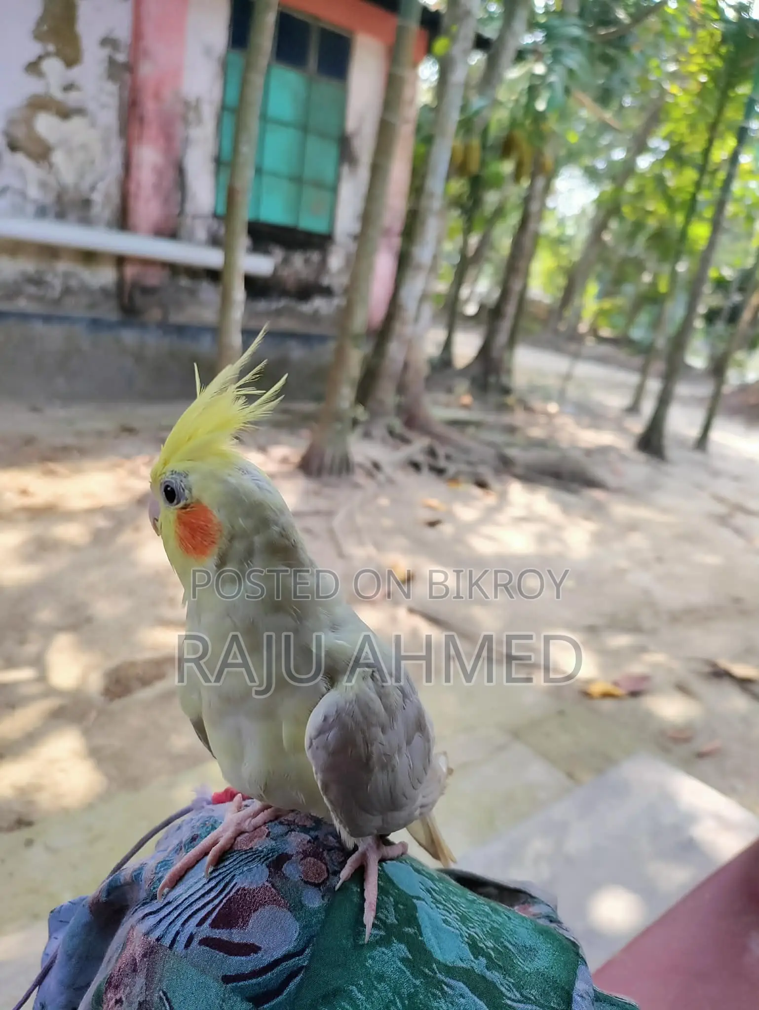 Cocktail Pakhi