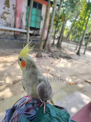 Cocktail Pakhi