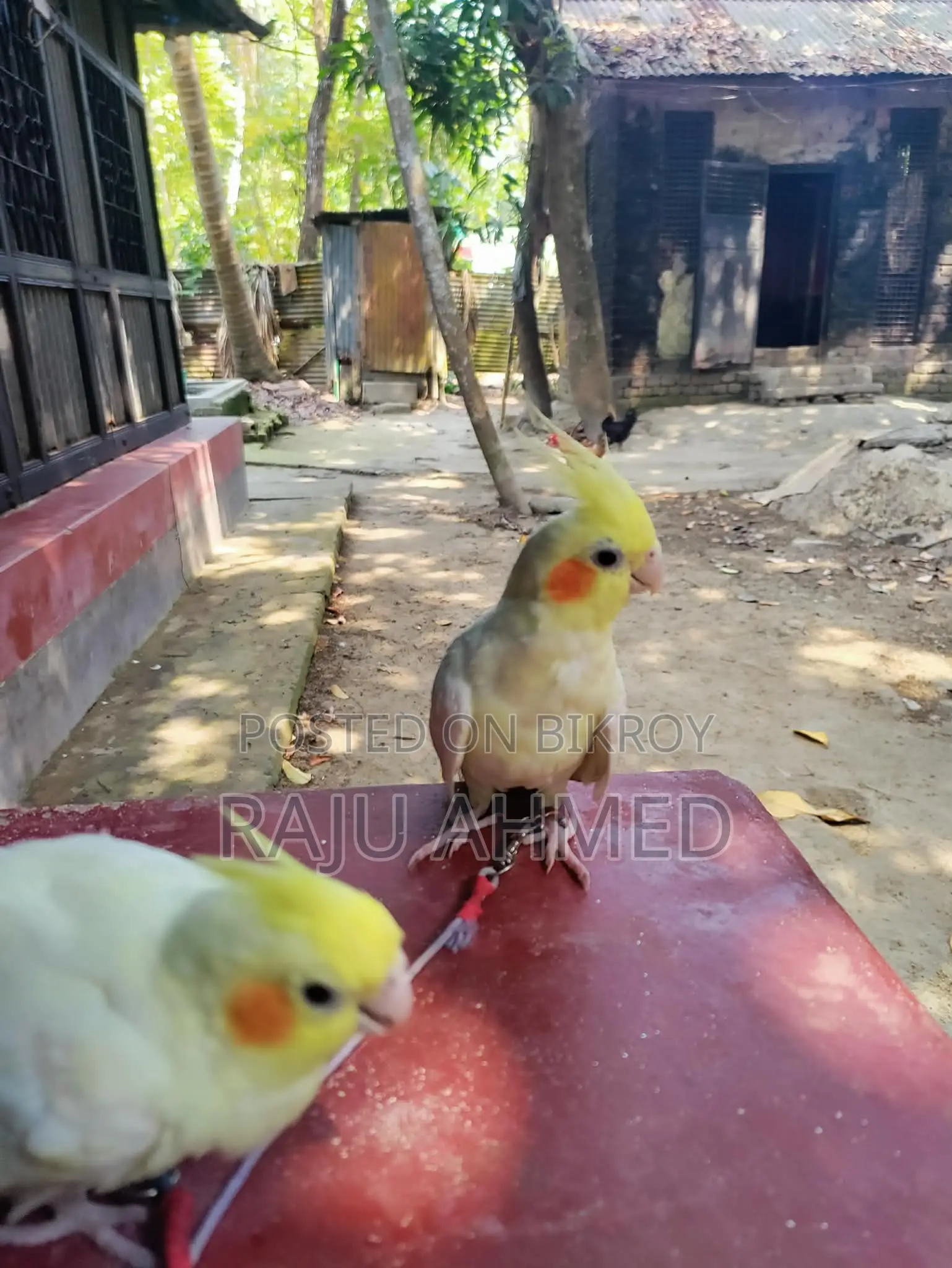 Cocktail Pakhi