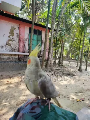 Cocktail Pakhi