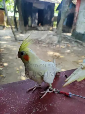 Cocktail Pakhi