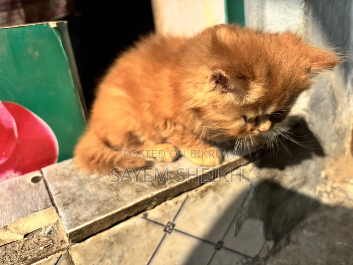 পিওর পার্সিয়ান kitten