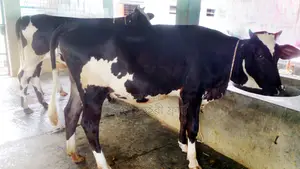 ১০৩৩ নং পোষার জন্য ভালো জাতের ২টি বকনা কিনুন।