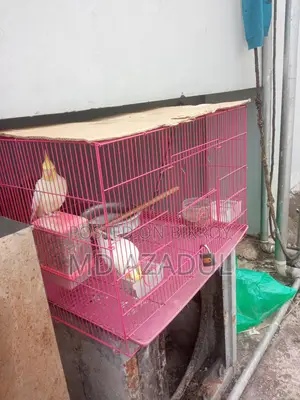 ককাটেল পাখি