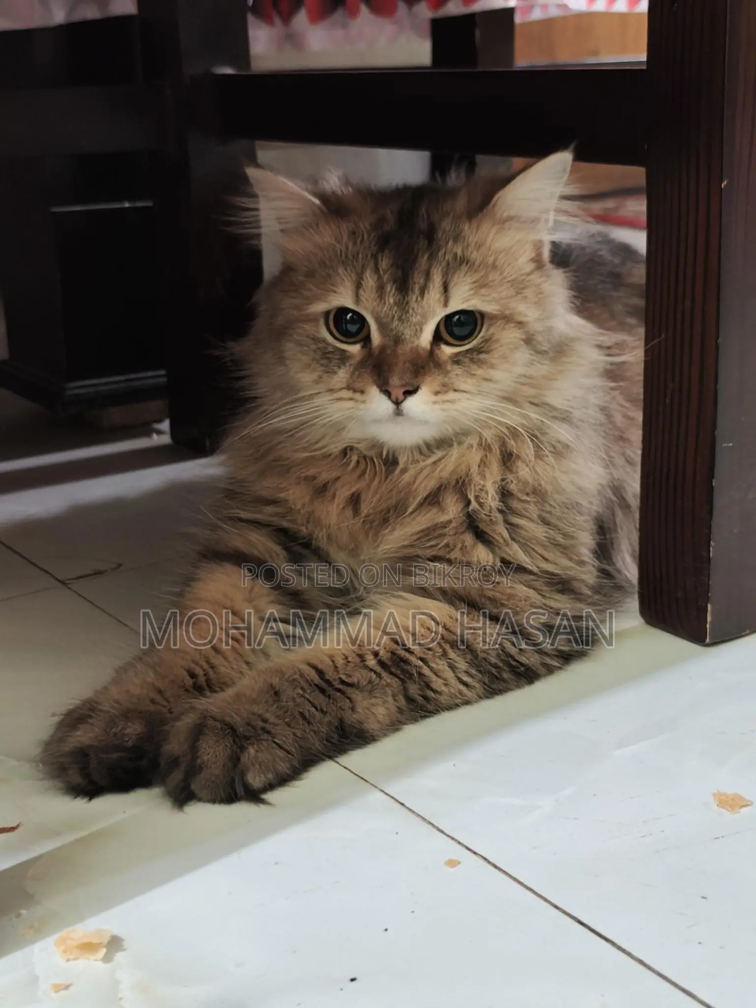 Persian Cat