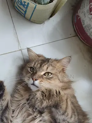 Persian Cat