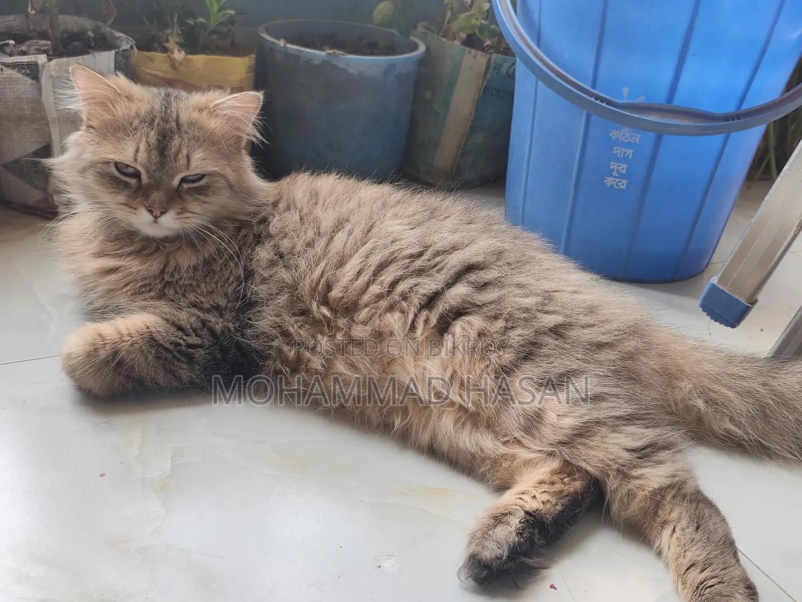 Persian Cat