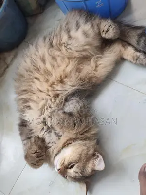 Persian Cat