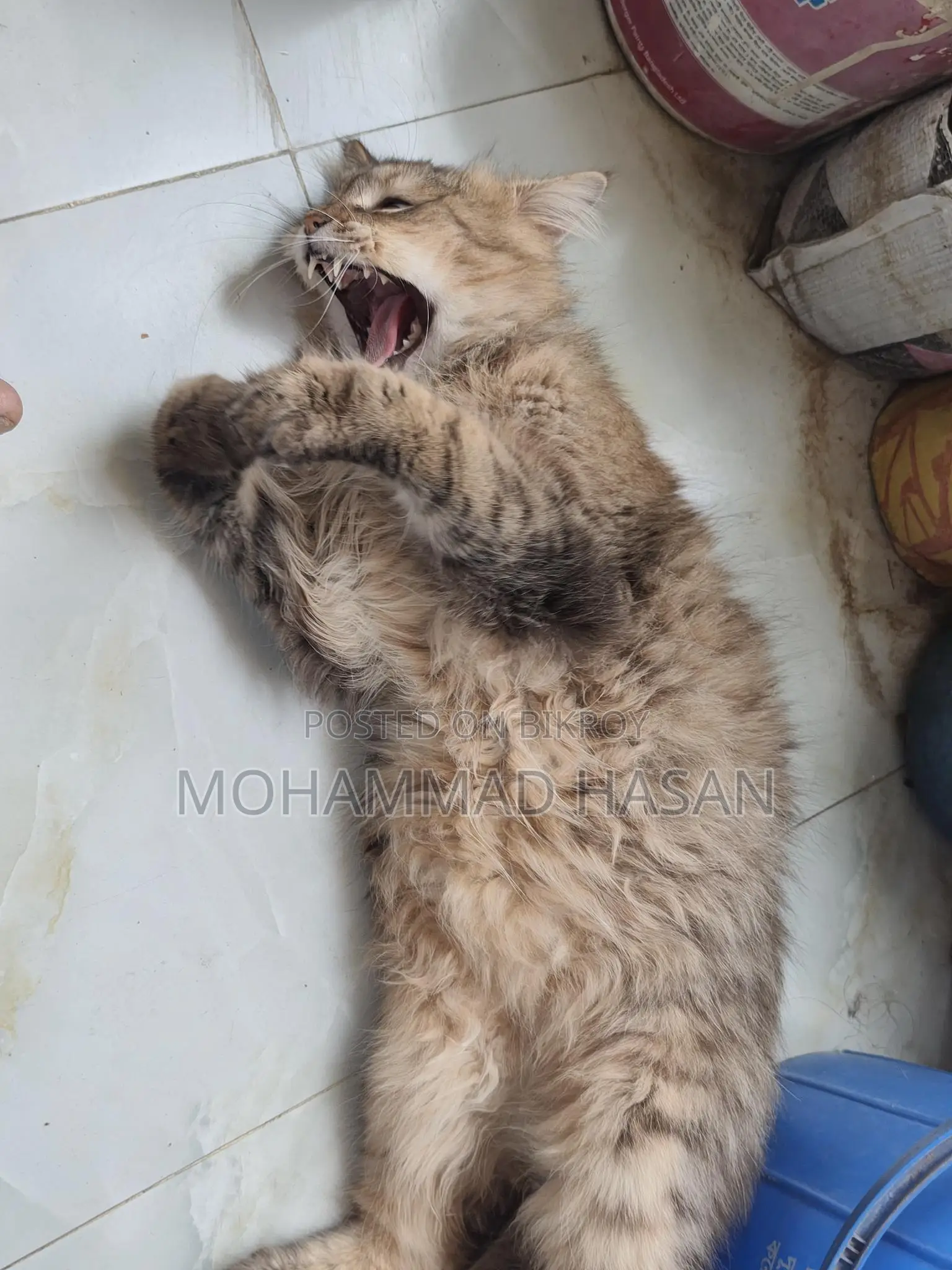 Persian Cat