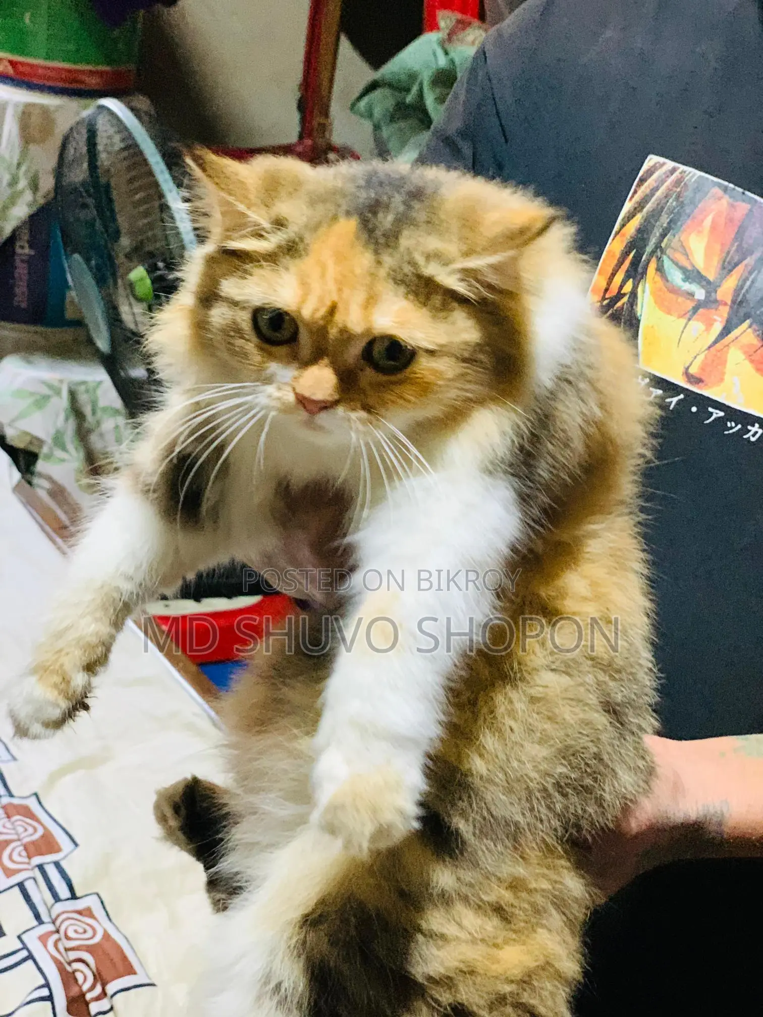 Pet Cat