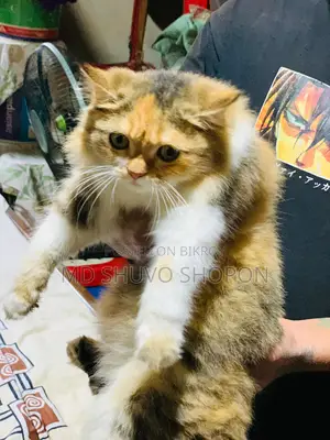Pet Cat