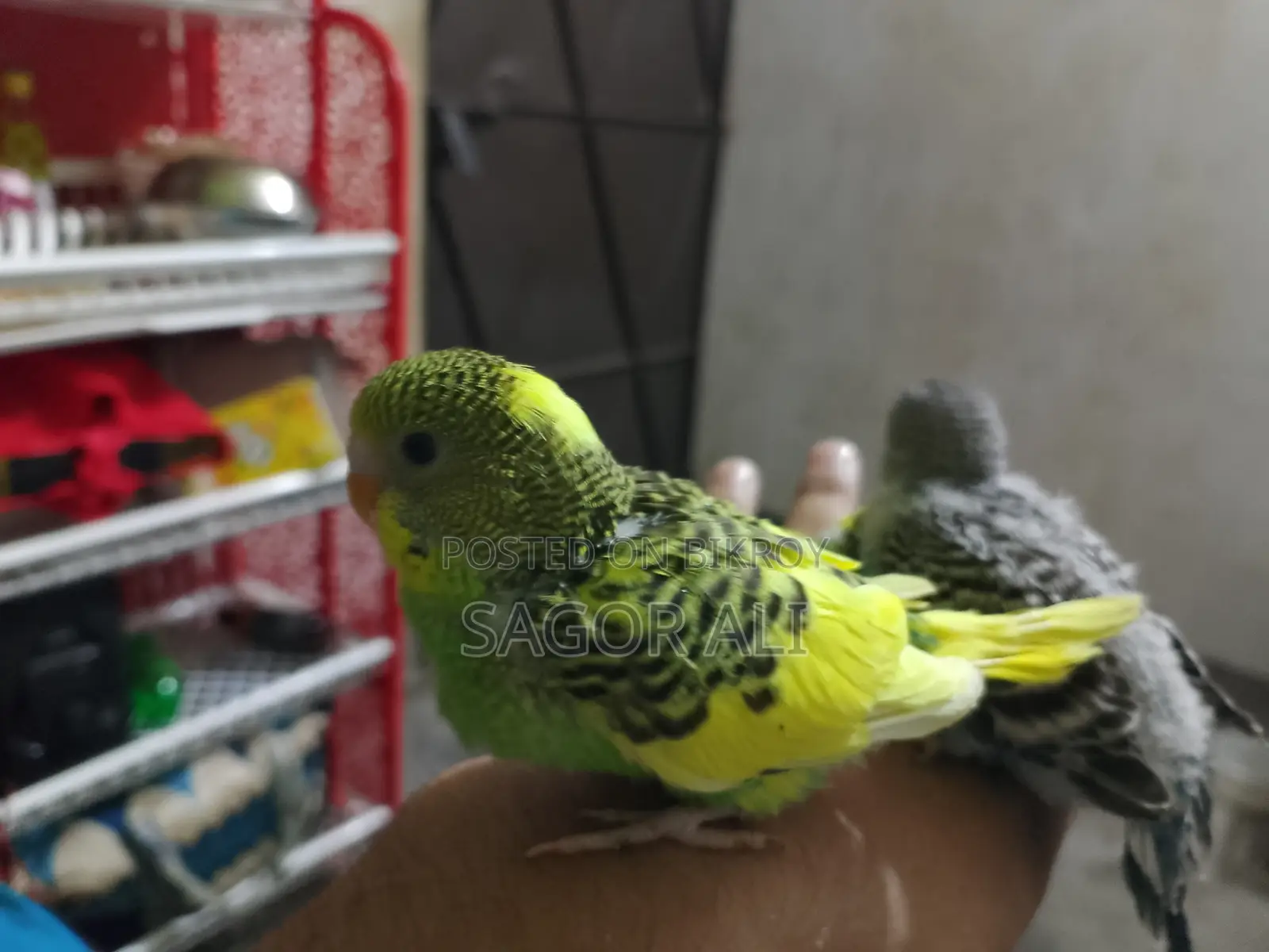 Budgie Tame Size Baby