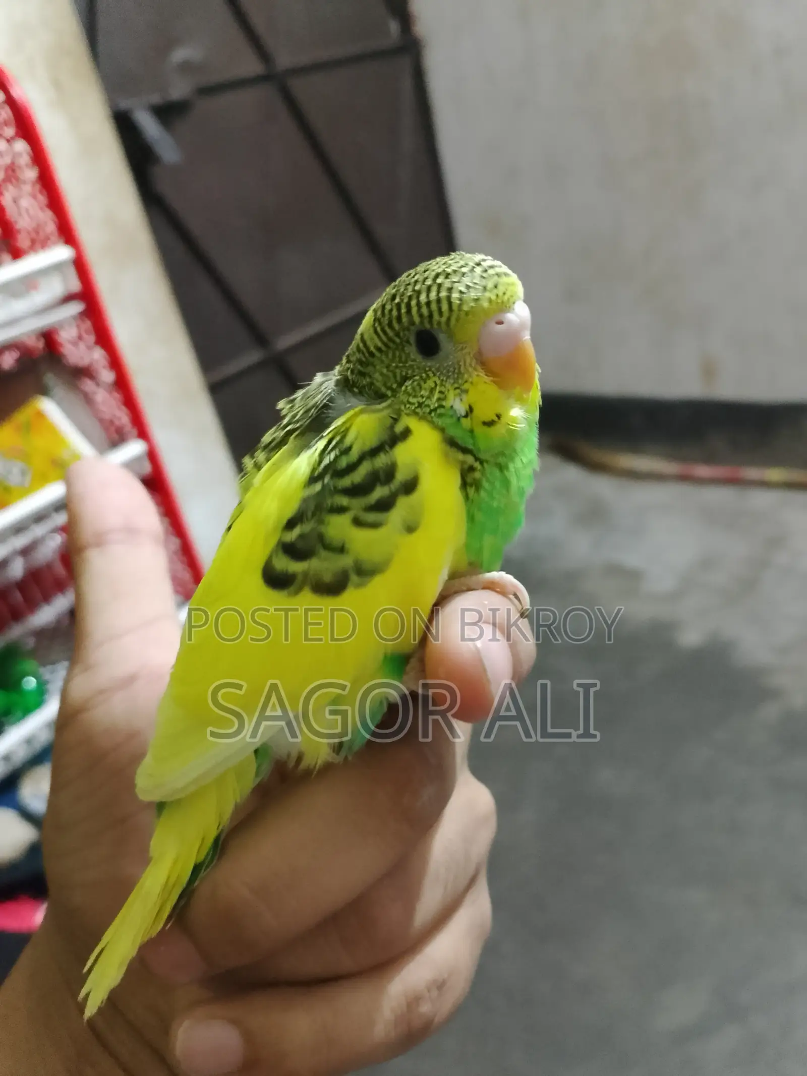 Budgie Tame Size Baby