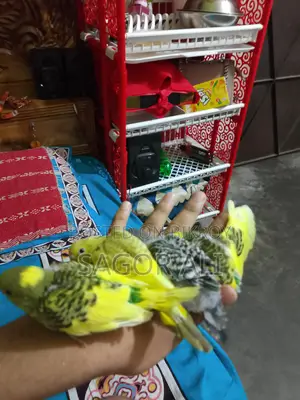 Budgie Tame Size Baby