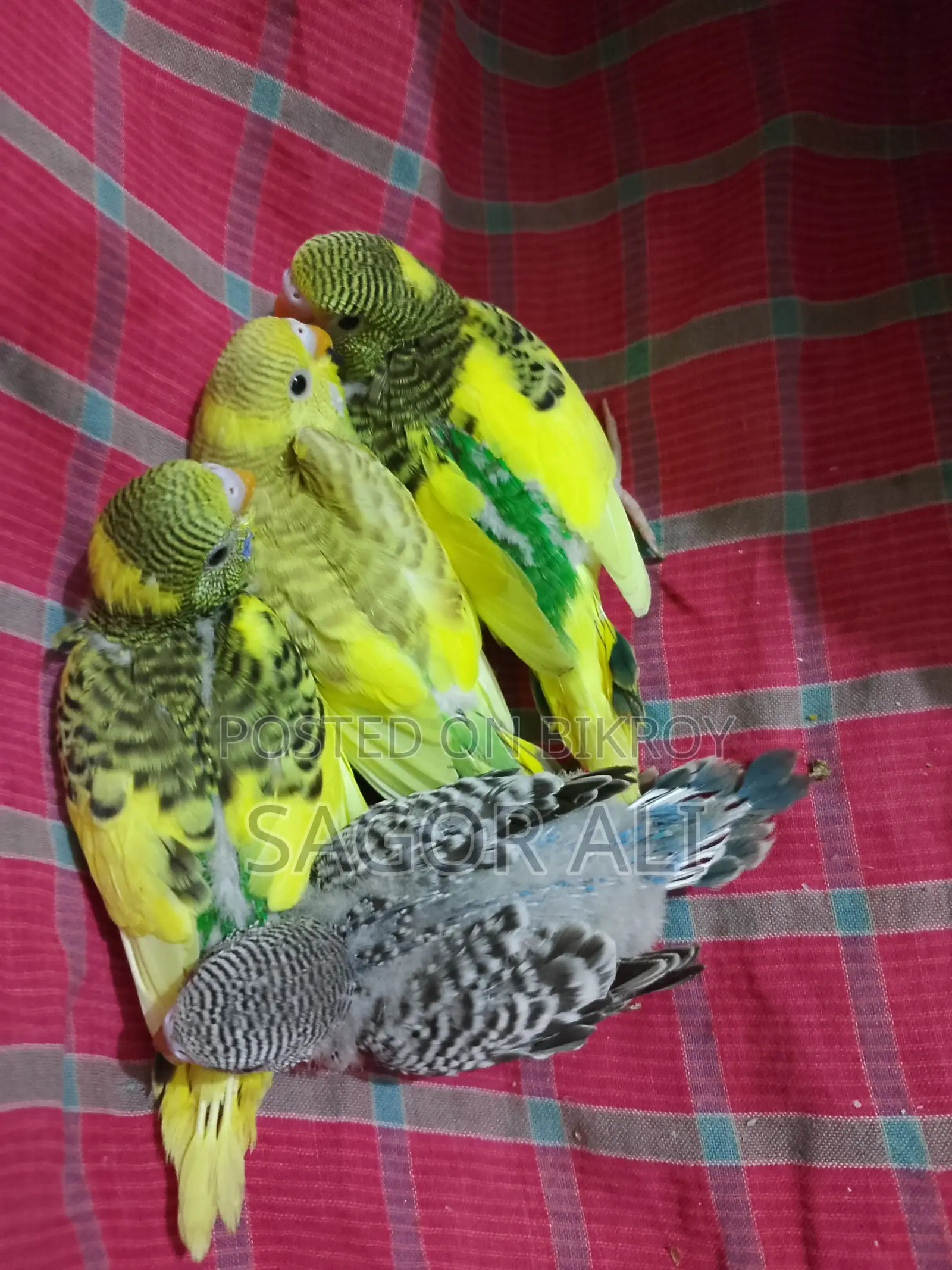 Budgie Tame Size Baby