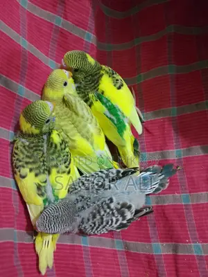 Budgie Tame Size Baby