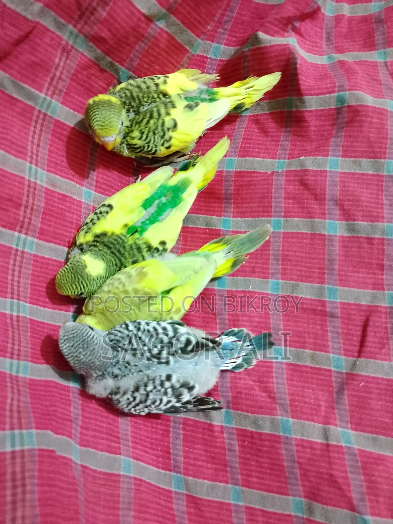 Budgie Tame Size Baby