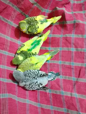 Budgie Tame Size Baby