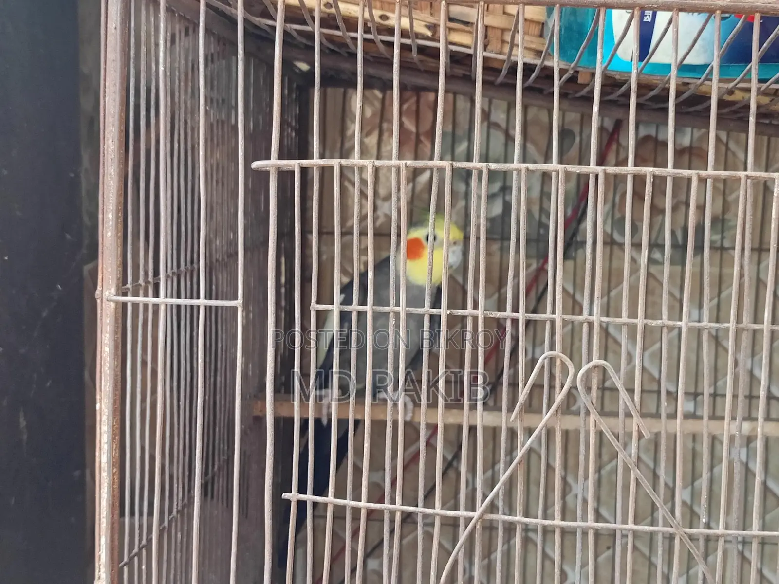 কোকাটেল পাখি