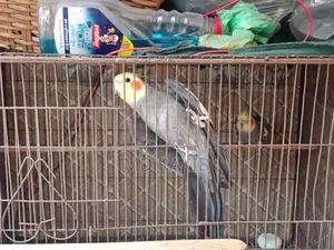 কোকাটেল পাখি