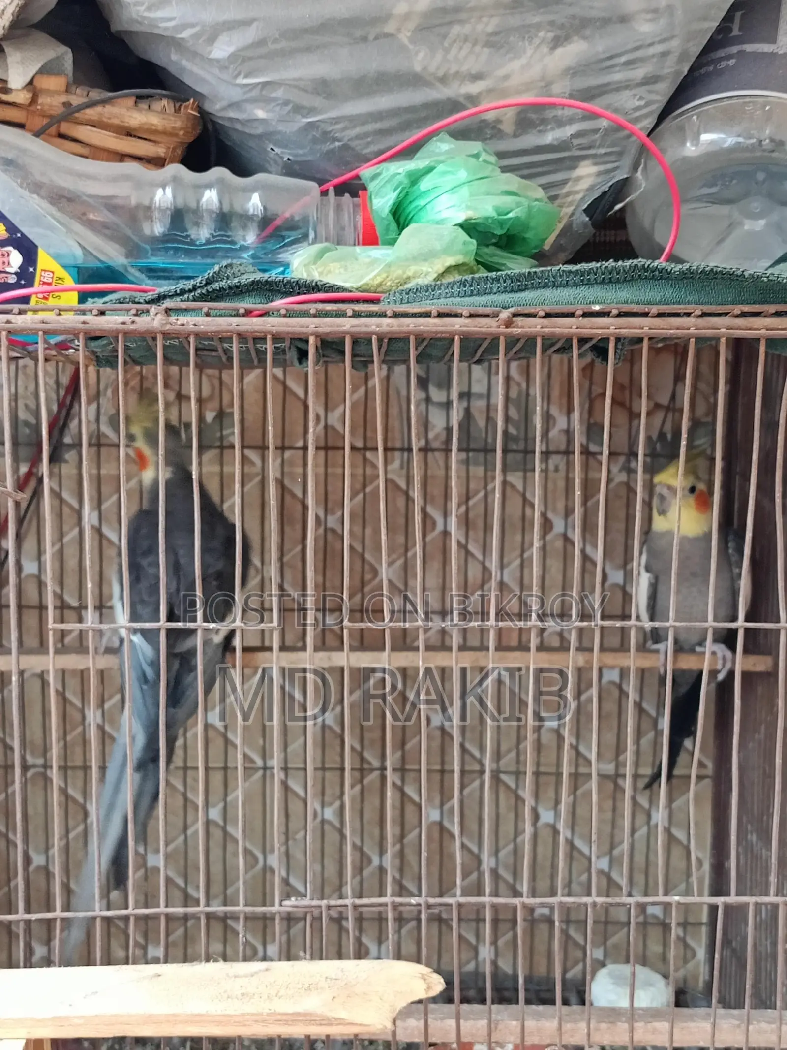 কোকাটেল পাখি