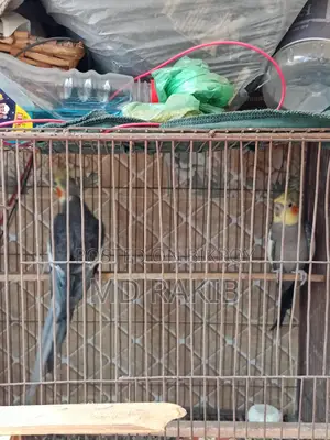 কোকাটেল পাখি