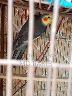 কোকাটেল পাখি