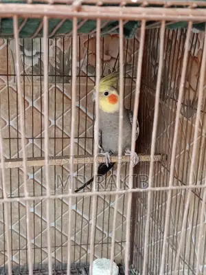 কোকাটেল পাখি
