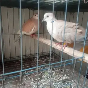 Australian Dove