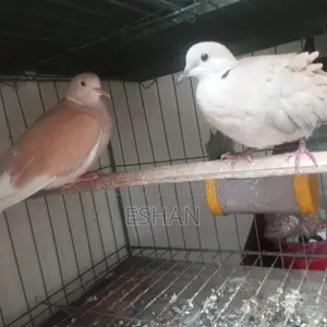 Australian Dove