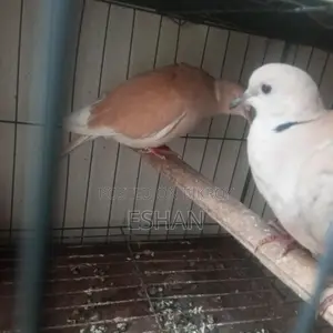 Australian Dove