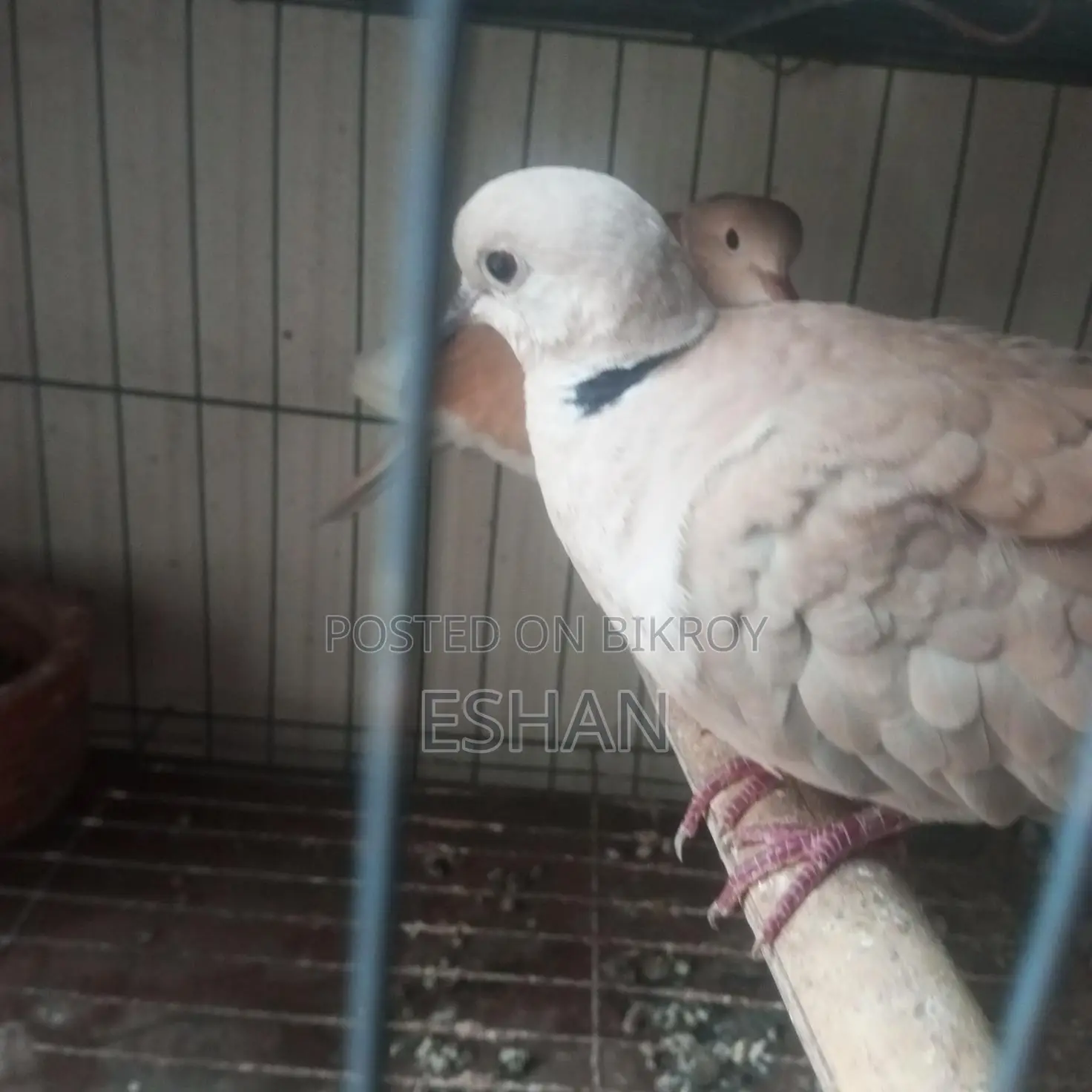 Australian Dove