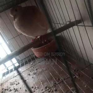 Australian Dove